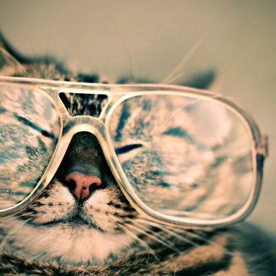 Tierische Flugbegleitung: Katze mit Sonnenbrille