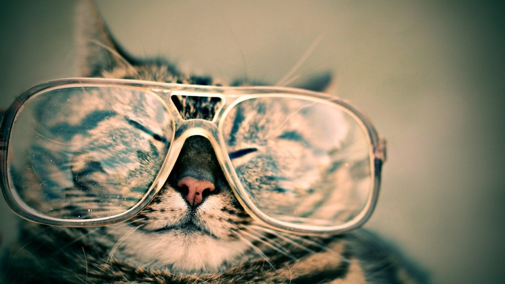 Tierische Flugbegleitung: Katze mit Sonnenbrille