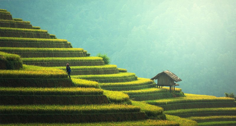 Grüne Reisfelder auf Bali