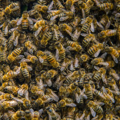 Bienenschwarm: Sehr viele Bienen auf einem Haufen