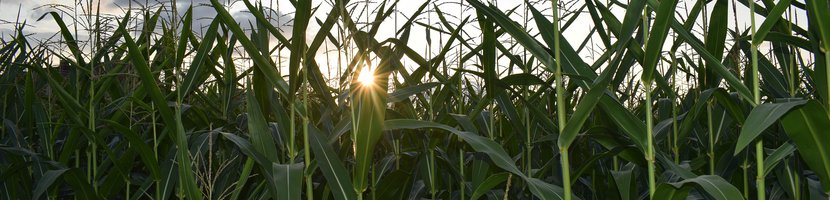 Nahaufnahme von grünen Maisträuchern auf Maisfeld