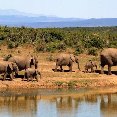 Elefantenherde am Fluss in Südafrika